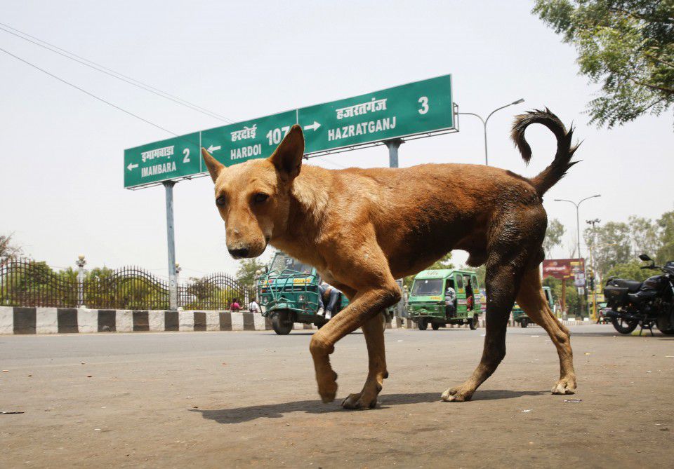 Stray Dogs Are Killing Children In India Scientists Want To Find Out Why The Washington Post