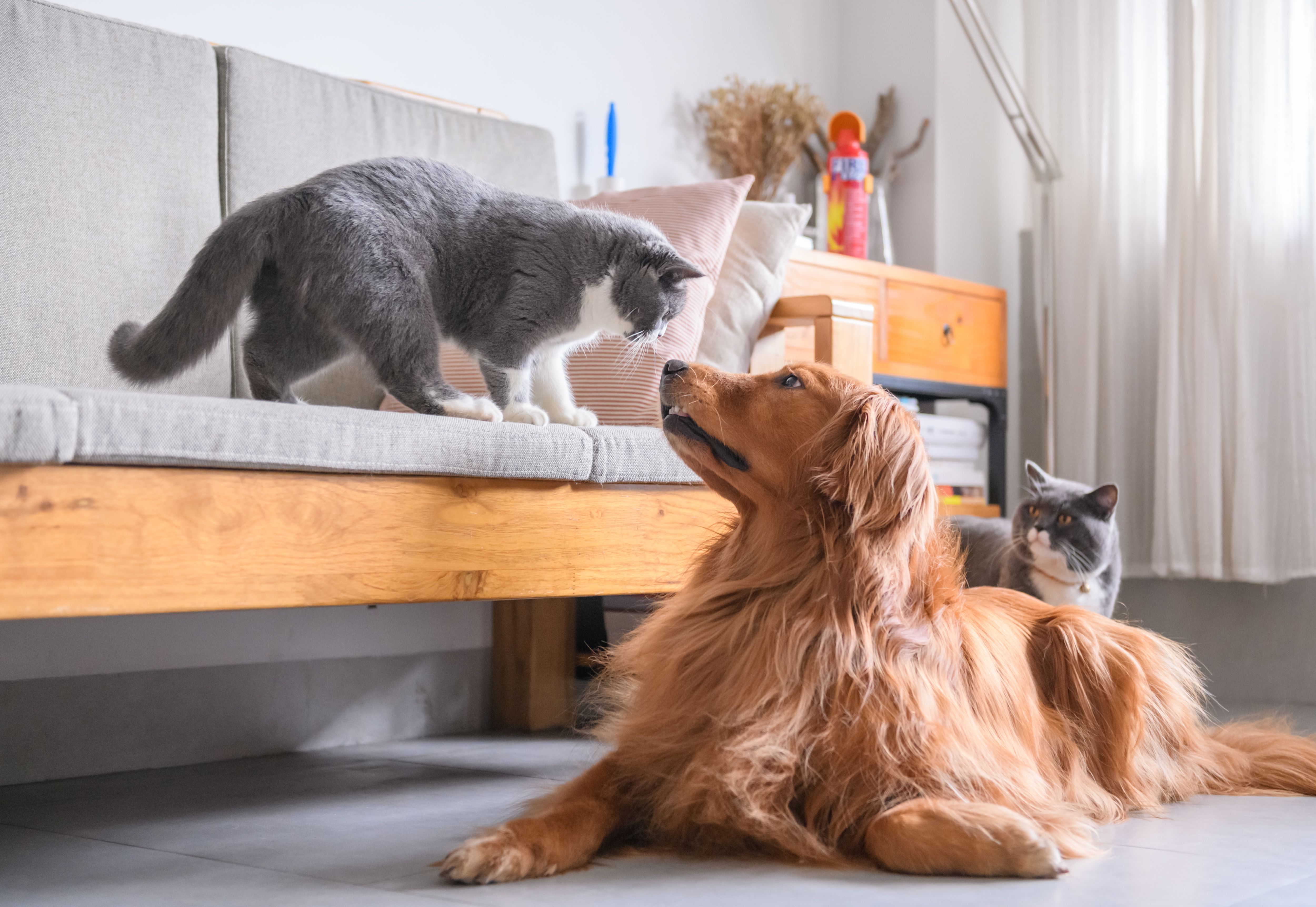 Animal psychology -- what your pet wants you to know - The Washington Post