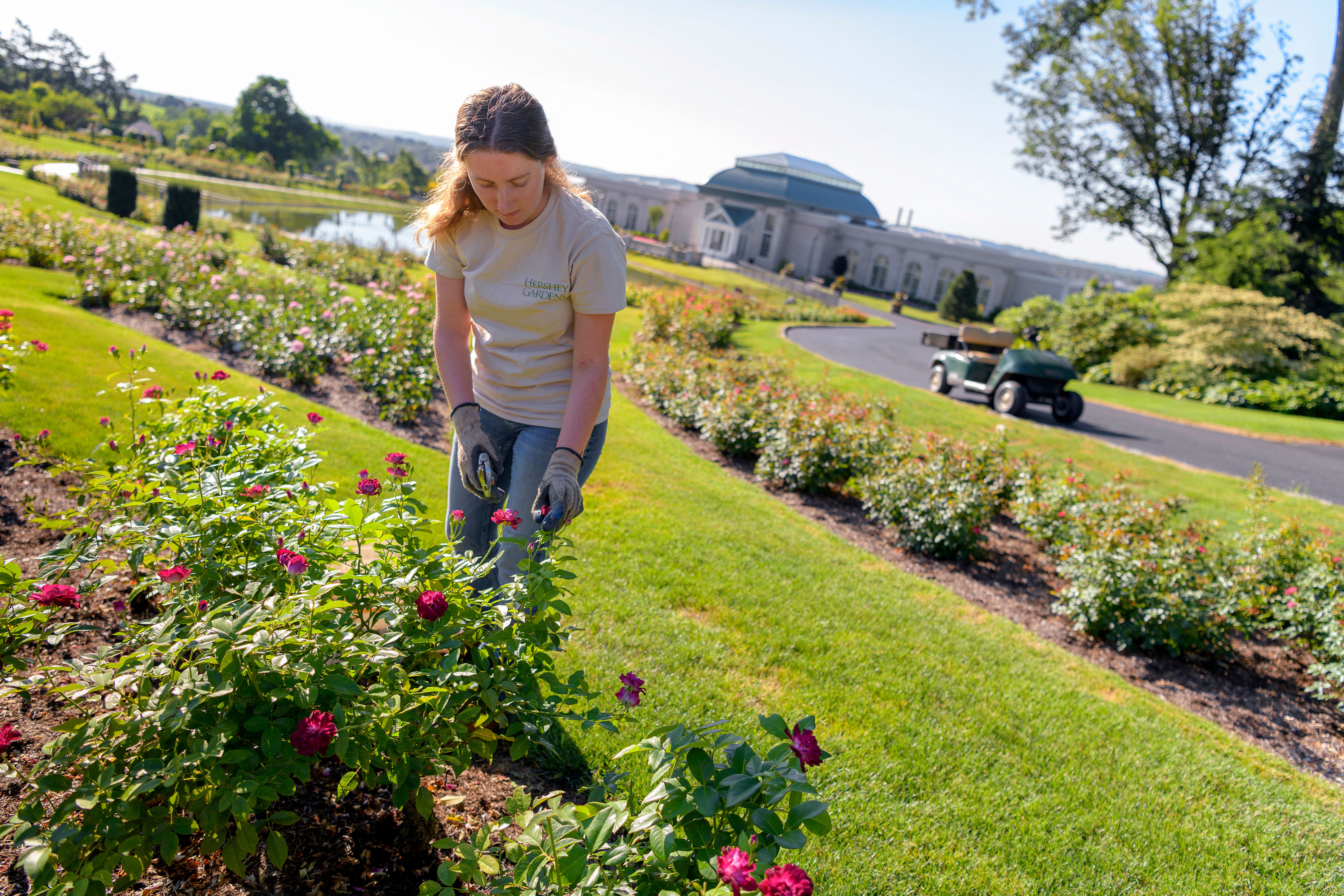 The Horticulture Industry S Age Problem Is Bigger Than You Think