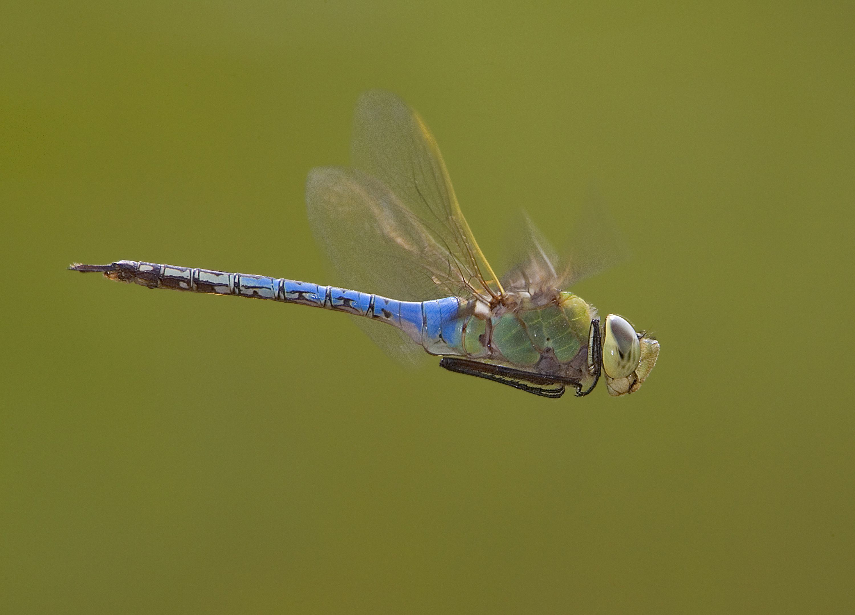 There's huge and hidden in North America — of dragonflies - The Washington