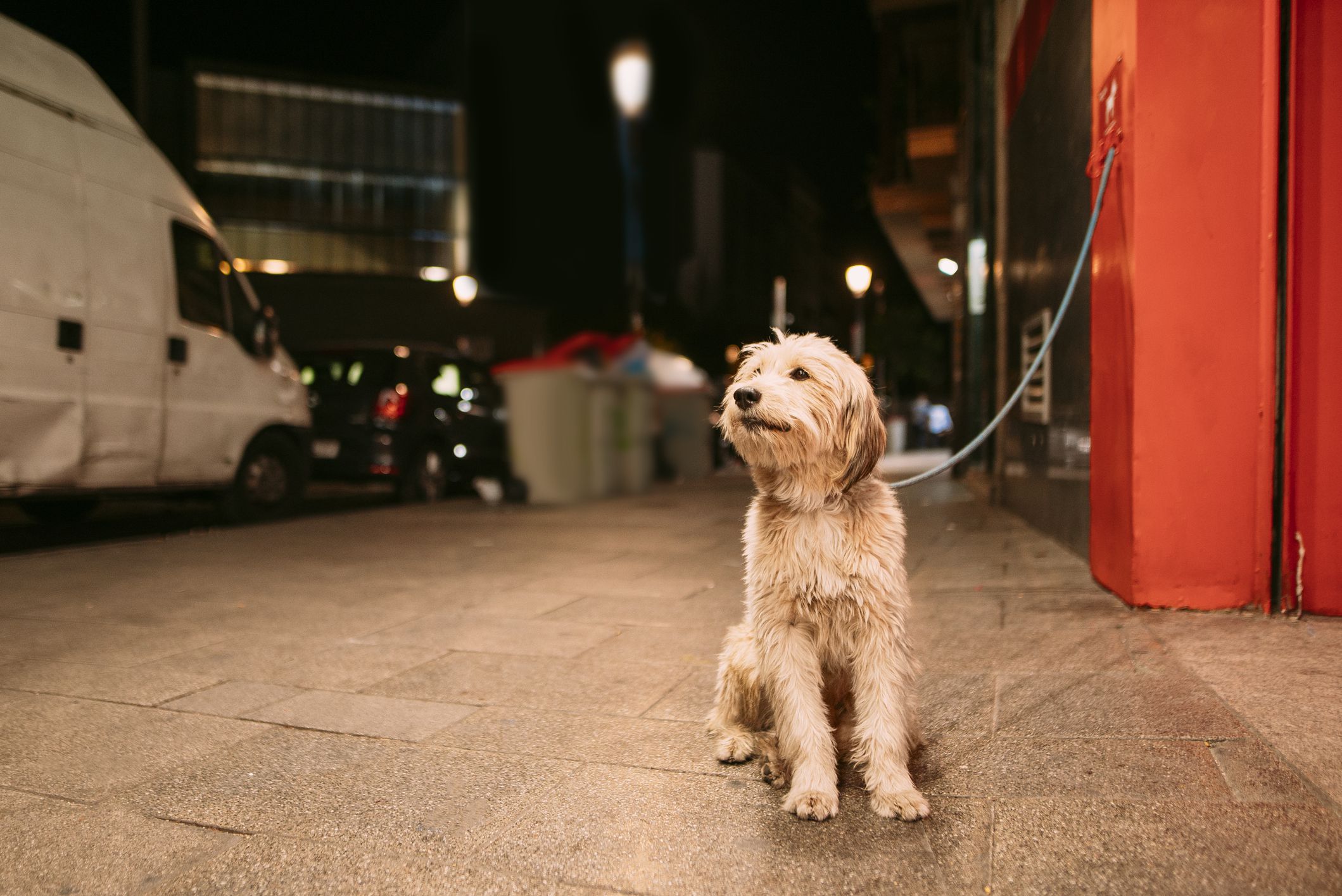 can you take a dog inside a grocery store