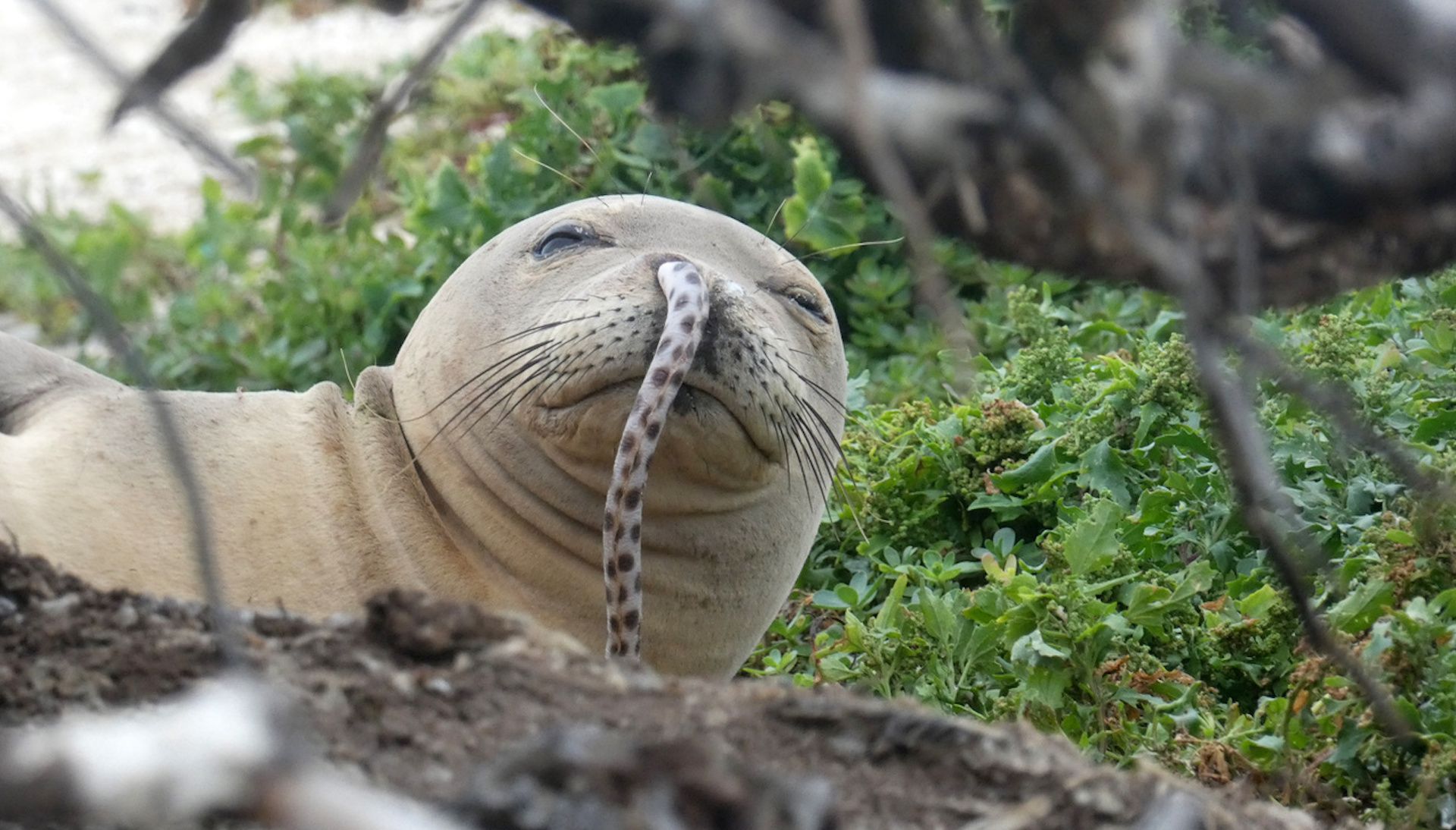 Eels stuck in Hawaiian monk seals' noses baffle scientists - The Washington  Post
